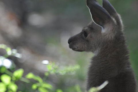 3-Day Family Outback Explorer Tour Of Cunnamulla - QLD Tourism 1