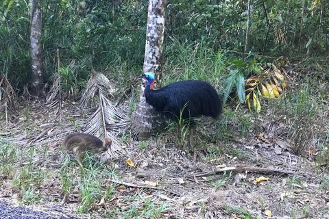 Daintree Luxury Limousine Tour - Full Day - QLD Tourism 8