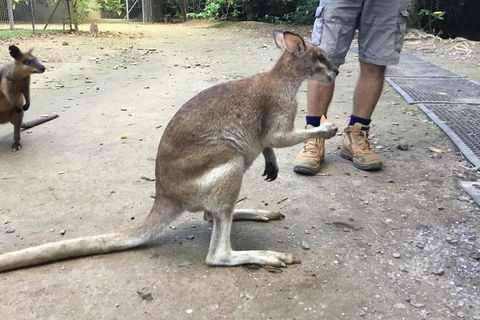 Daintree Luxury Limousine Tour - Full Day - QLD Tourism 10