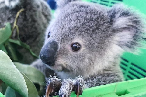 Nature By Night - QLD Tourism 4