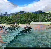 Afternoon Beach Horse Ride in Cape Tribulation - QLD Tourism
