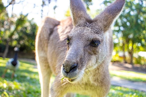 Virtual Interactive Australian Wildlife Tour With Private Guide-Wildlife Habitat - QLD Tourism 6