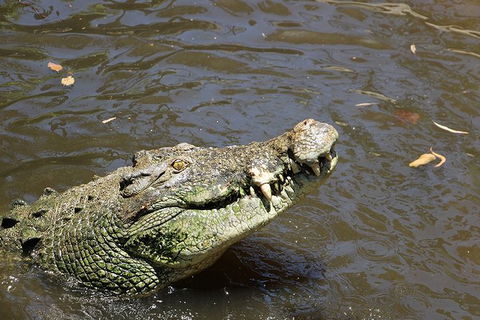 Virtual Interactive Australian Wildlife Tour With Private Guide-Wildlife Habitat - QLD Tourism 2