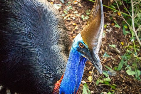 Virtual Interactive Australian Wildlife Tour With Private Guide-Wildlife Habitat - QLD Tourism 5