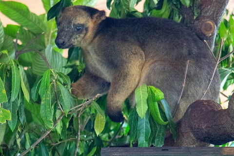 Virtual Interactive Australian Wildlife Tour With Private Guide-Wildlife Habitat - QLD Tourism 1