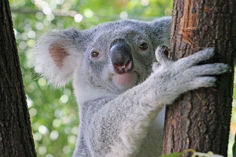 Virtual Interactive Australian Wildlife Tour With Private Guide-Wildlife Habitat - QLD Tourism 0