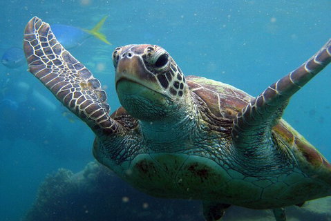 2 Night Whitsunday Islands Cruise On Atlantic Clipper From Airlie Beach - QLD Tourism 6
