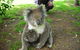 3-Day Melbourne To Adelaide Tour Including The Great Ocean Road - thumb 6