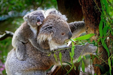 LGBT+ Friendly 9-Hour Great Ocean Road Private Tour - QLD Tourism 3