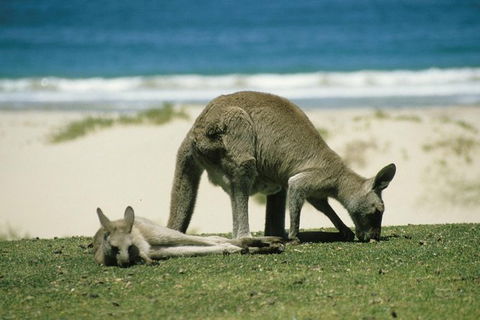 LGBT+ Friendly 12-Hour Great Ocean Road Private Tour - QLD Tourism 3