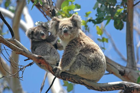 LGBT+ Friendly 12-Hour Great Ocean Road Private Tour - QLD Tourism 8