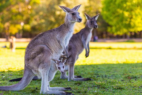 LGBT+ Friendly Full Day Phillip Island Private Tour - QLD Tourism 2