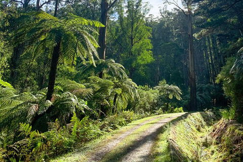 Aqueduct And Rail Trail Self-Guided Bike Tour In Warburton - Queensland Tourism 3