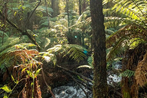Hiking Tour To Aqueduct And Warburton Valley Lookout - Queensland Tourism 3