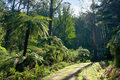 Hiking Tour To Aqueduct And Warburton Valley Lookout - Queensland Tourism 1