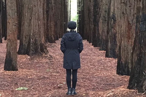 Private Aqueduct To California Redwoods Hiking Tour - QLD Tourism 1