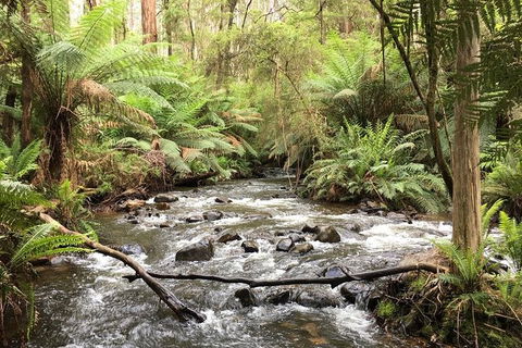 Private Aqueduct To California Redwoods Hiking Tour - QLD Tourism 3