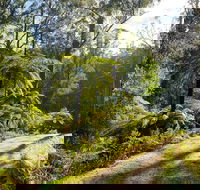 Private Aqueduct to California Redwoods Hiking Tour - Queensland Tourism