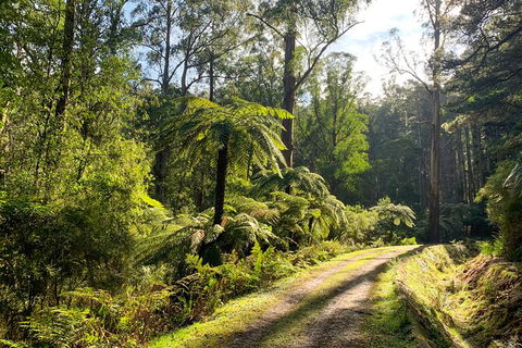 Private Aqueduct To California Redwoods Hiking Tour - QLD Tourism 0