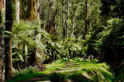 Private Aqueduct To California Redwoods Hiking Tour - QLD Tourism 2