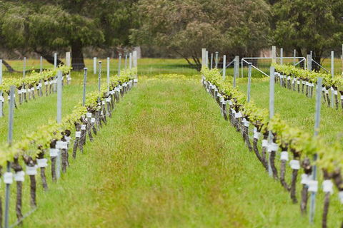 Organic Vineyard/Farm Tour - QLD Tourism 4