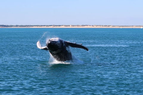 AOC Broome Whale Watching - QLD Tourism 3