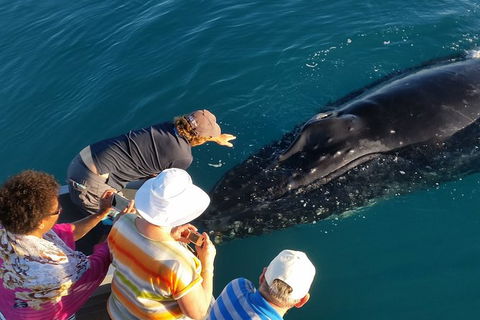 AOC Broome Whale Watching - QLD Tourism 0