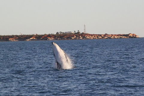 AOC Broome Whale Watching - QLD Tourism 2
