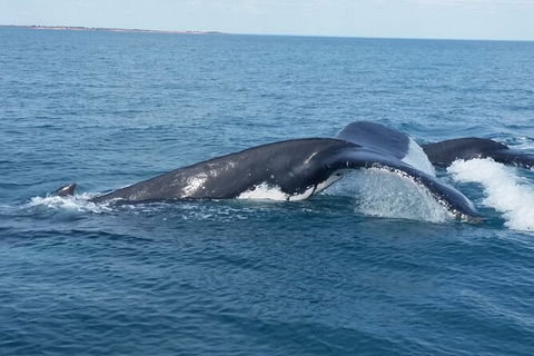 AOC Broome Whale Watching - QLD Tourism 1