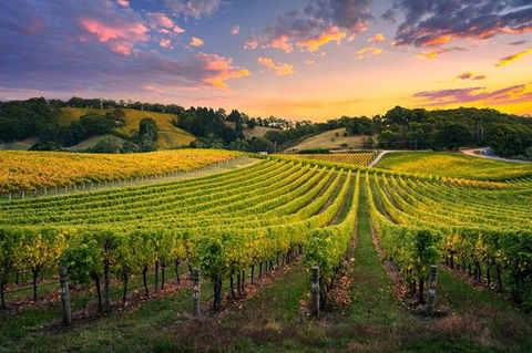 Swan Valley Sunset Wine Tour - Premium Small Group Tour - Queensland Tourism 0