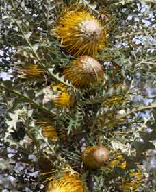 Toolibin WA Queensland Tourism