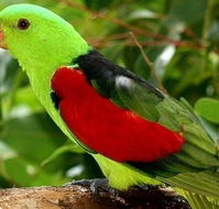 Birdworld Kuranda - Queensland Tourism