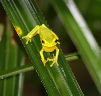 Daintree River Cruise Centre - QLD Tourism