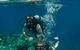 Down Under Cruise And Dive - thumb 0