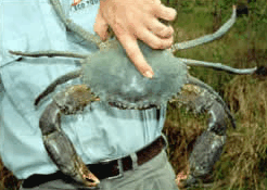 Whitsunday Crocodile Safari - Queensland Tourism