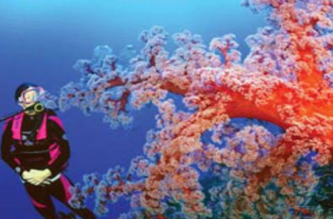 Mike Ball Dive Expeditions - Queensland Tourism 1