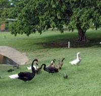 Anzac Park and Ululah Lagoon - Queensland Tourism