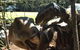 Palmersaurus Park - thumb 4