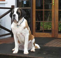 St Bernards Hotel - QLD Tourism