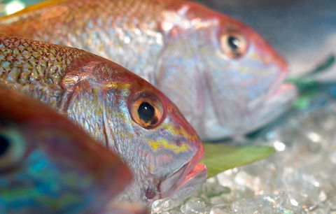 Coro Hotel - Lure Seafood Restaurant - Queensland Tourism 0