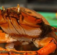 River Cottage Restaurant - Queensland Tourism