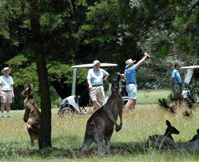 Wellingrove NSW QLD Tourism