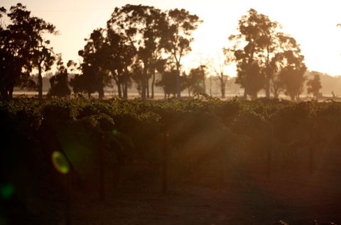 Evans & Tate - QLD Tourism 0