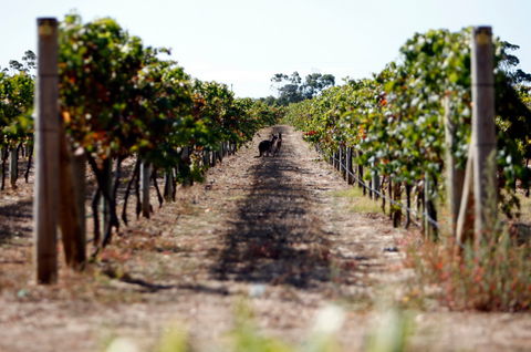 Evans & Tate - QLD Tourism 2