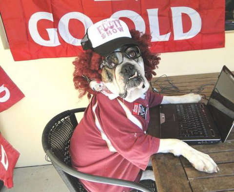 Spotted Dog Tavern - QLD Tourism 15