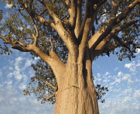 The Kimberley Grande - QLD Tourism 0