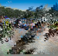 JetBlack Wild Wombat MTB Challenge - Queensland Tourism