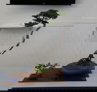 Wauchope Bonsai Workshop Group - QLD Tourism
