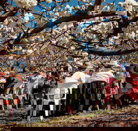 Young Cherry Blossom Long Lazy Lunch - QLD Tourism