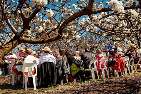 Young Cherry Blossom Long Lazy Lunch - QLD Tourism 0